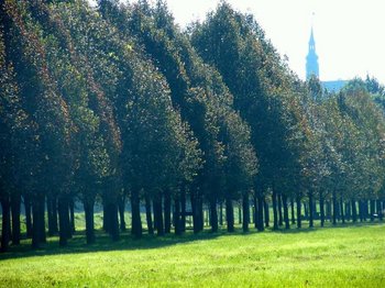 Foto der wiederangelegten markgräflichen Baille-Maille-Allee zu Himmelkron