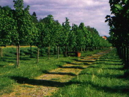 Baille-Maille-Allee