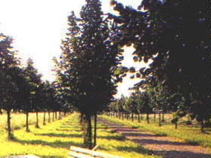 Baille-Maille-Allee