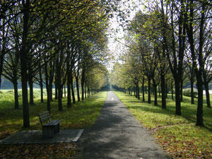 Foto der Allee in Richtung Himmelkron